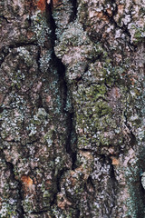 Texture of a bark of a tree close up