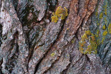 Texture of a bark of a tree close up