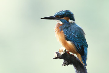 Kingfisher on the river