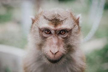 Asian monkey portrait closeup