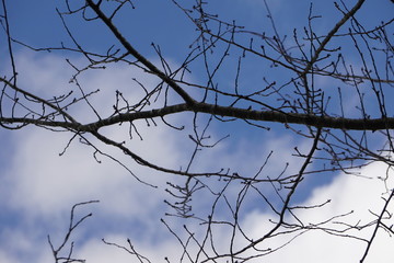 The silhouette of cherry blossom branches with blue sky and white clouds on the background, Autumn in Ga USA.