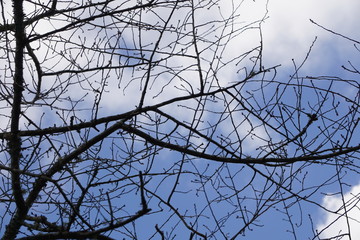 The silhouette of cherry blossom branches with blue sky and white clouds on the background, Autumn in Ga USA.