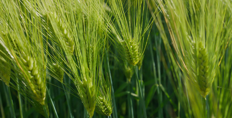 Rice barley