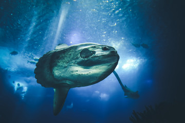 sunfish (moonfish) swimms in blue ocean water - obrazy, fototapety, plakaty