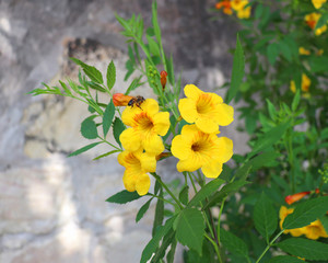 Honey bee collecting pollen on a bright yellow flower