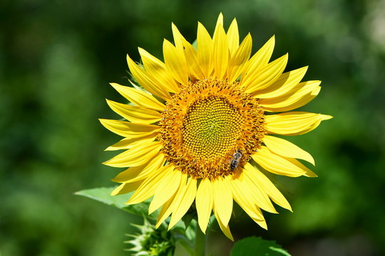 decorative sunflower on green background