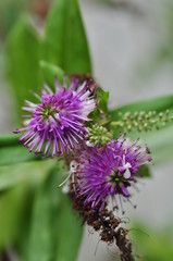 macro avec des fleurs mauves de jardin et la plante en arrière plan