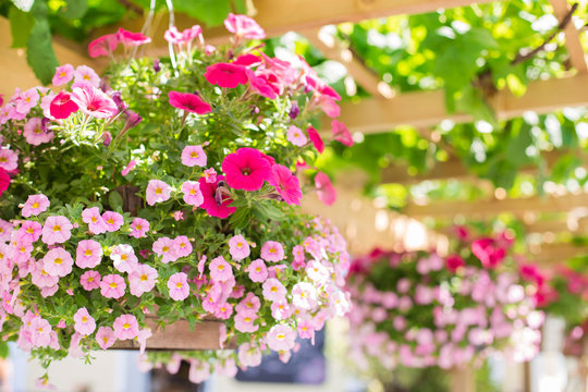 Baskets In A Hanging Flower Garden On A Sunny Day.