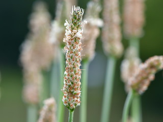 ribwort plantain, narrowleaf plantain,Plantago lanceolata
