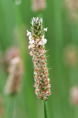 ribwort plantain, narrowleaf plantain,Plantago lanceolata
