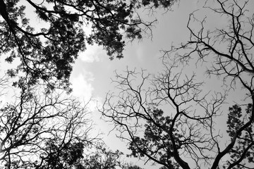 silhouette tree branches and leaves in nature - monochrome