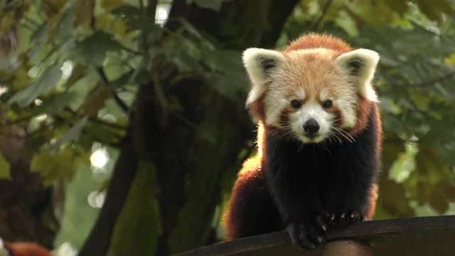 Red panda sitting on a tree. Resting. 4K, UHD, 50p,Panning,Closeup, 