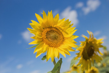 Obraz premium Two large sunflowers on a close-up field against a blue sky background
