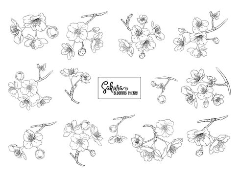 Set of blooming cherry japanese sakura. Stock vector&nbsp;illustration. Isolated on white background. Outline drawing.