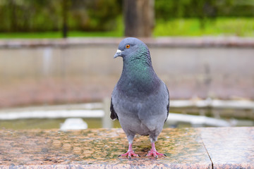 The pigeon looks directly into the camera