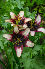 beautiful tender lily flowers, unusual shapes growing in the garden