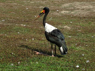 Sattelstorch
