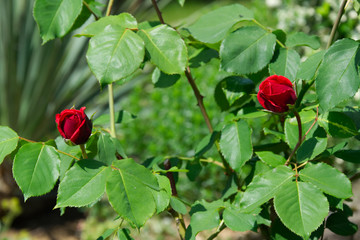 Red opening rose buds - Blooming flowers in the garden