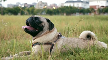 Little pug resting on green grass, fast breathing,
