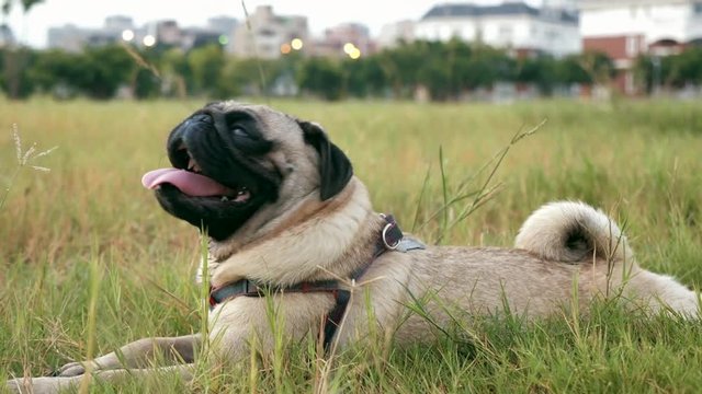 Little pug resting on green grass, fast breathing,