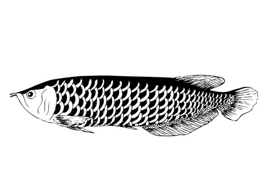 simple hand draw sketch arwana fish