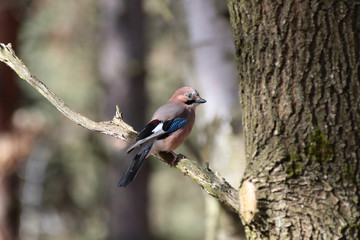 jay bird in Poland