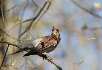 Kwiczoł Turdus pilaris fieldfare