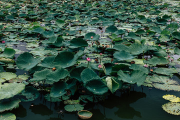 Asian Lotus grows ,Pink Lotus flowers and leaves in lake