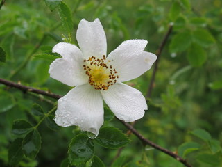 Flor_Rosal Silvestre o Escaramujo_pico Haya (Oceño - Pellameyera Alta)