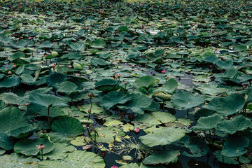 Asian Lotus grows ,Pink Lotus flowers and leaves in lake