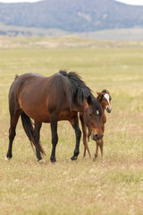 Wild Horse Mare and Foal