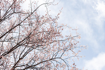 peach blossom in tibet