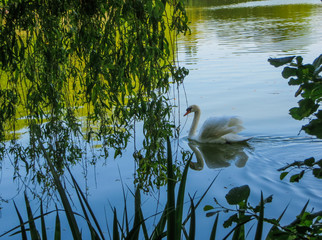 white swan floating on green water under willow branches