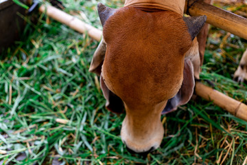 Cow is eating grass