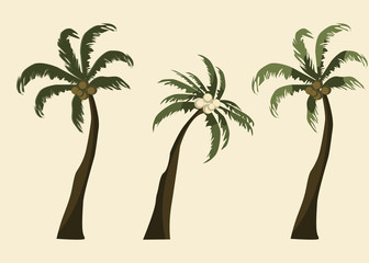 coconut tree vector illustration 