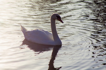 Swan swimming in a lake reservoir in  park.