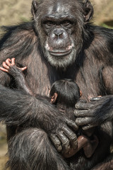 Portrait of mother Chimpanzee with her funny small baby