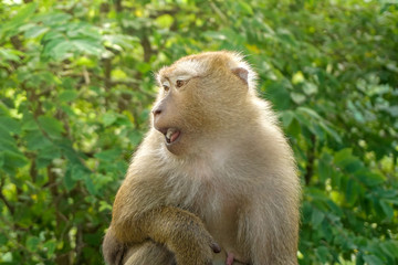 Naklejka na ściany i meble Monkey wildlife with blur background