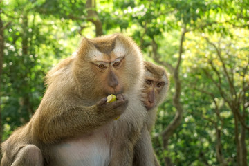 Monkey wildlife with blur background
