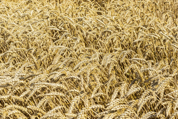 Wheat field on a sunny afternoon