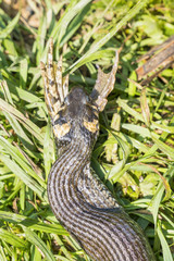 Frog legs sticking out of his mouth a snake crawling through the grass