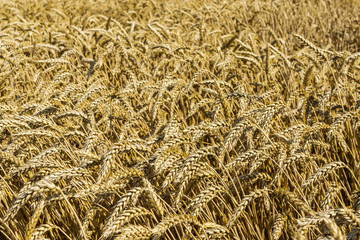 Wheat field on a sunny afternoon