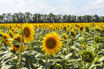 Obraz premium Field with sunflowers on a summer sunny day.