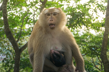 Fototapeta na wymiar Monkey wildlife with blur background with new born