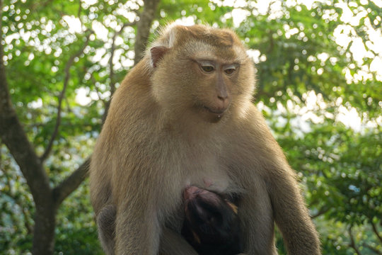 Monkey wildlife with blur background with new born