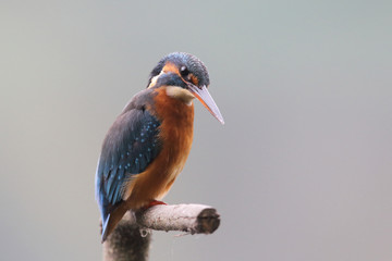 Kingfisher on the river