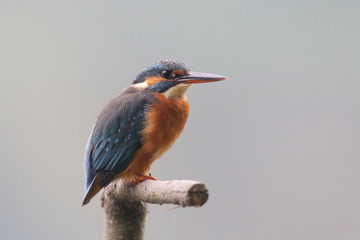 Kingfisher on the river