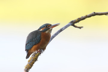 Kingfisher on the river
