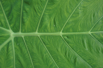 Green Elephant ear Pattern