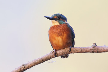 Kingfisher on the river